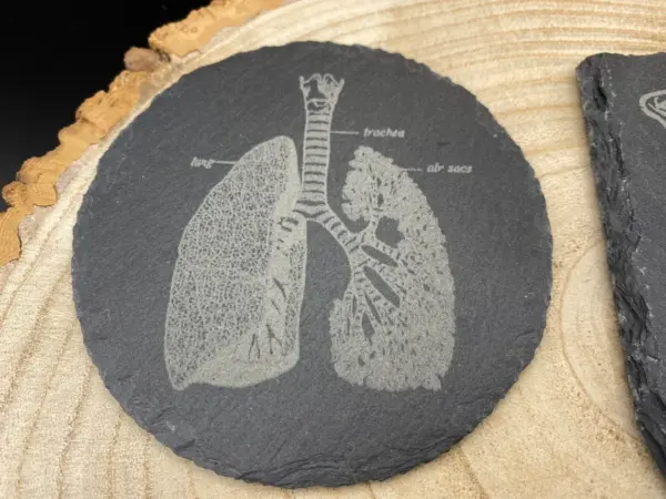 Anatomical Slate Coaster, heart, rib cage, lungs, skull, doctor, nurse, gift, Medical, Birthday - Image 6